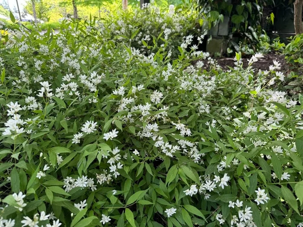 Deutzia gracilis 'Nikko' (Japanese Snow Flower) — Northwest Blooms